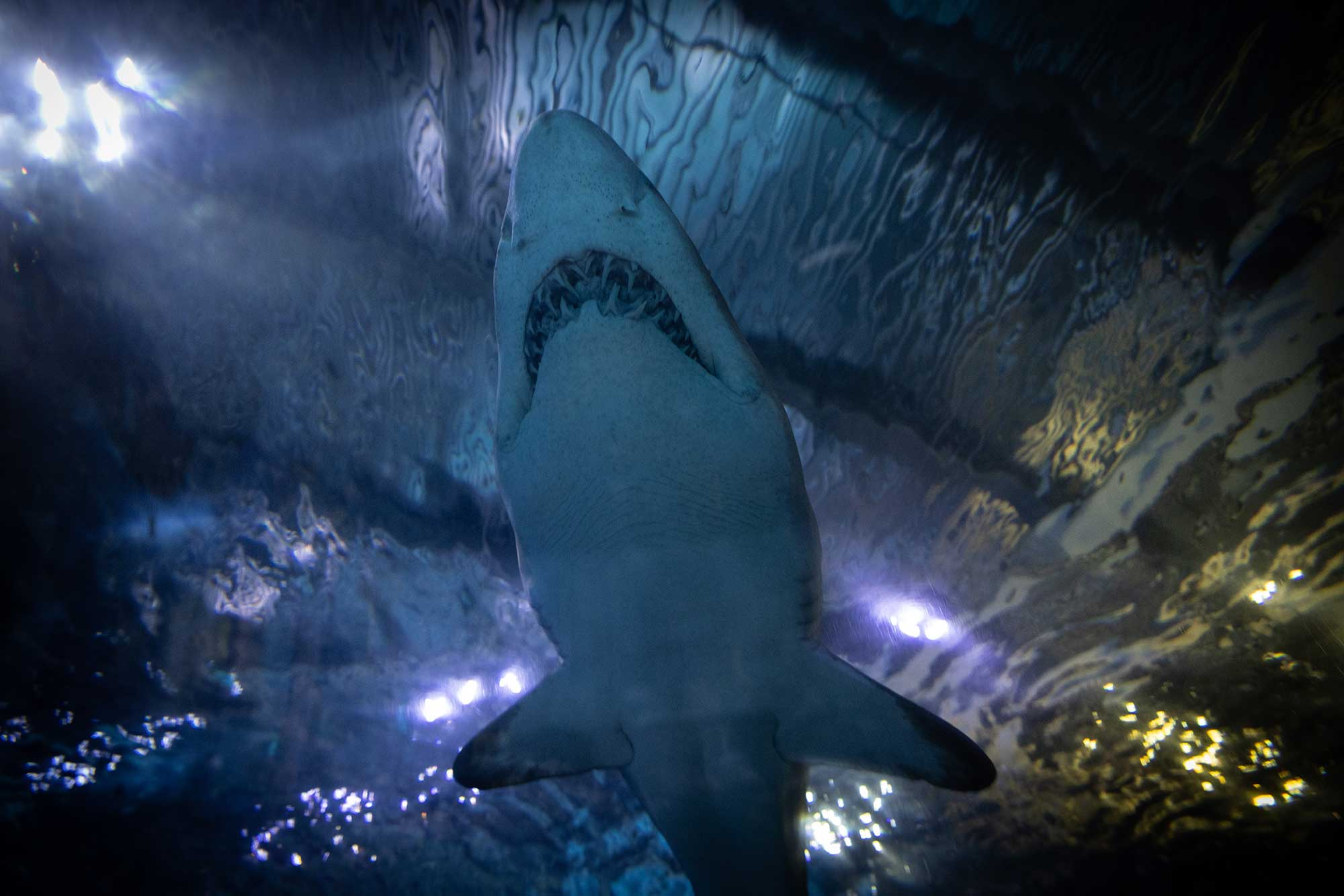 07A5827.webp