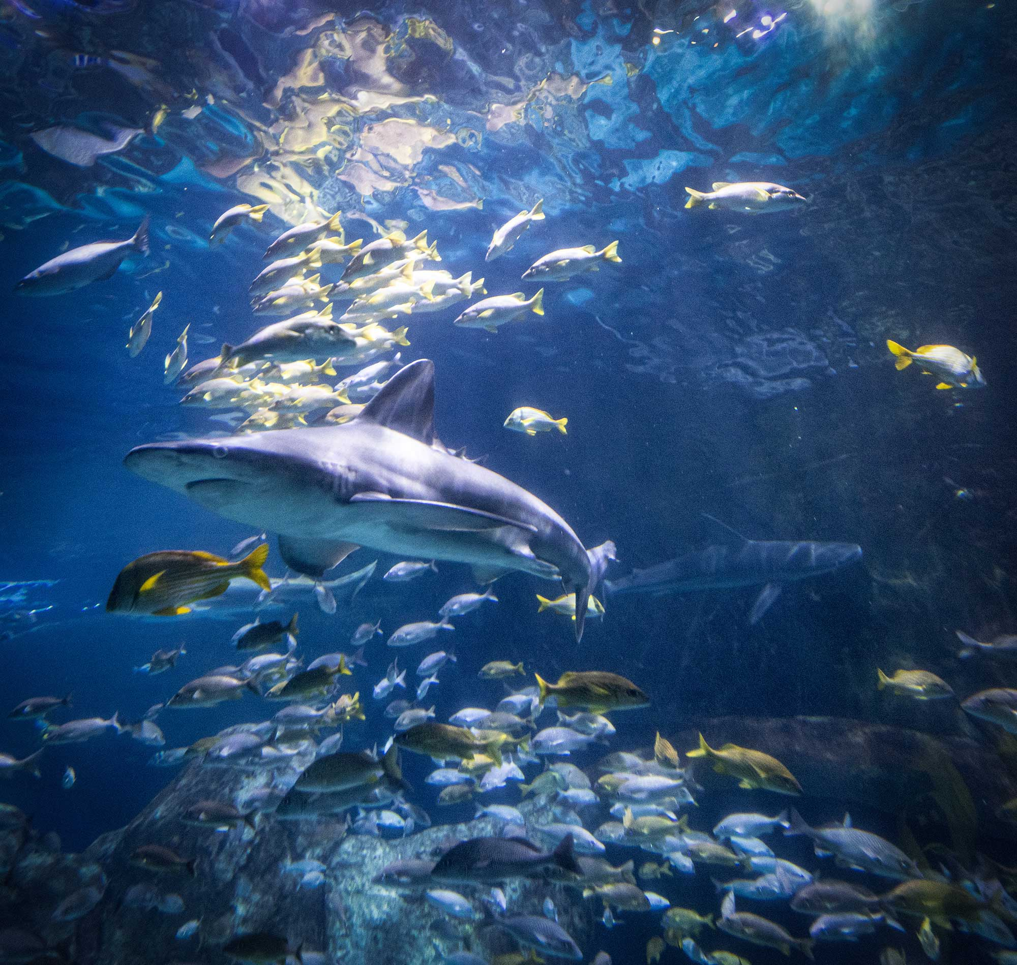 Adventure Aquarium in Camden