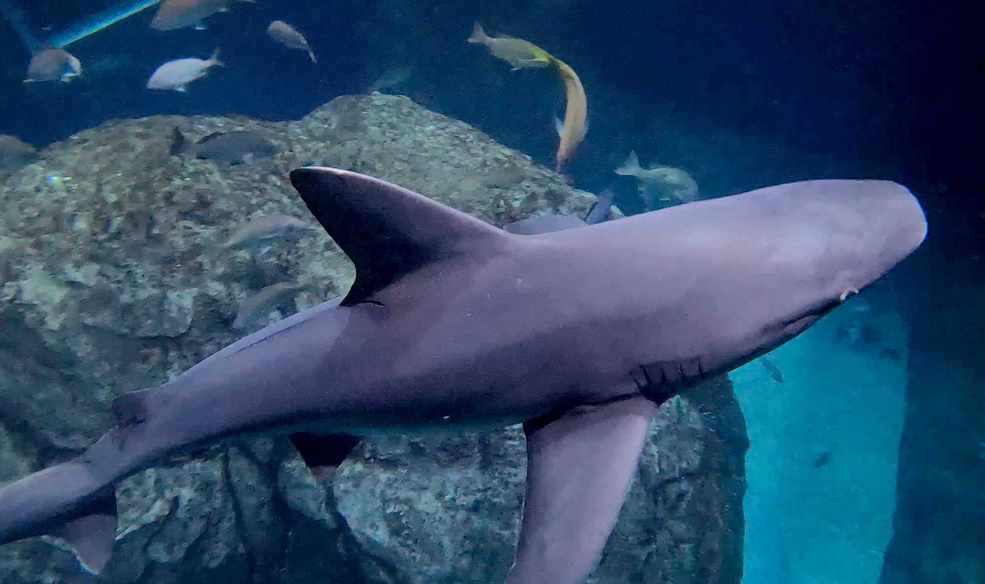 Adventure Aquarium in Camden