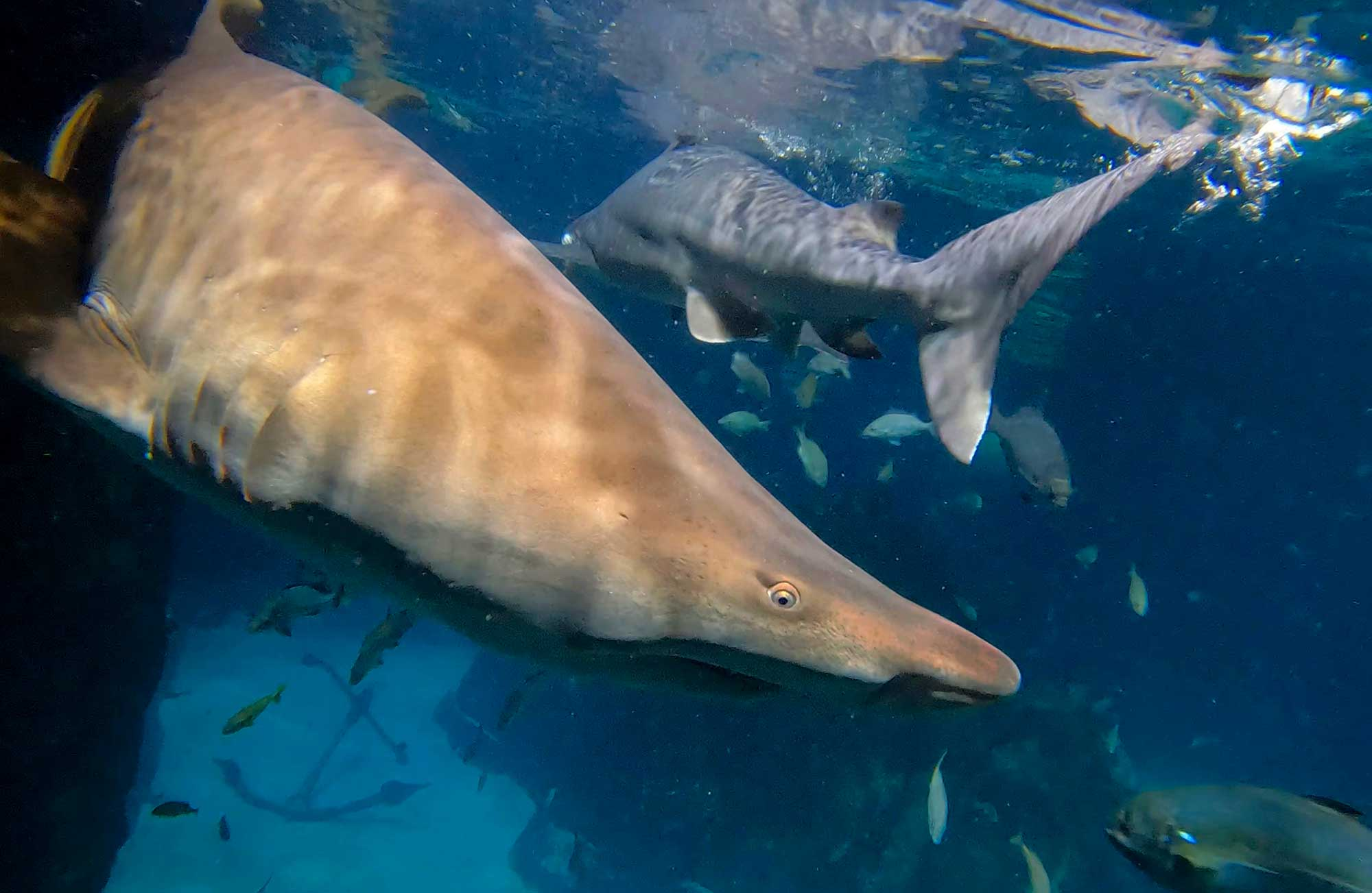 Adventure Aquarium in Camden